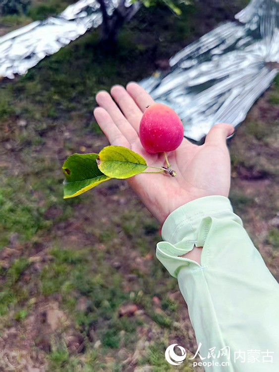 錦繡海棠又名塞外紅蘋果、雞心果。人民網記者 富麗娟攝