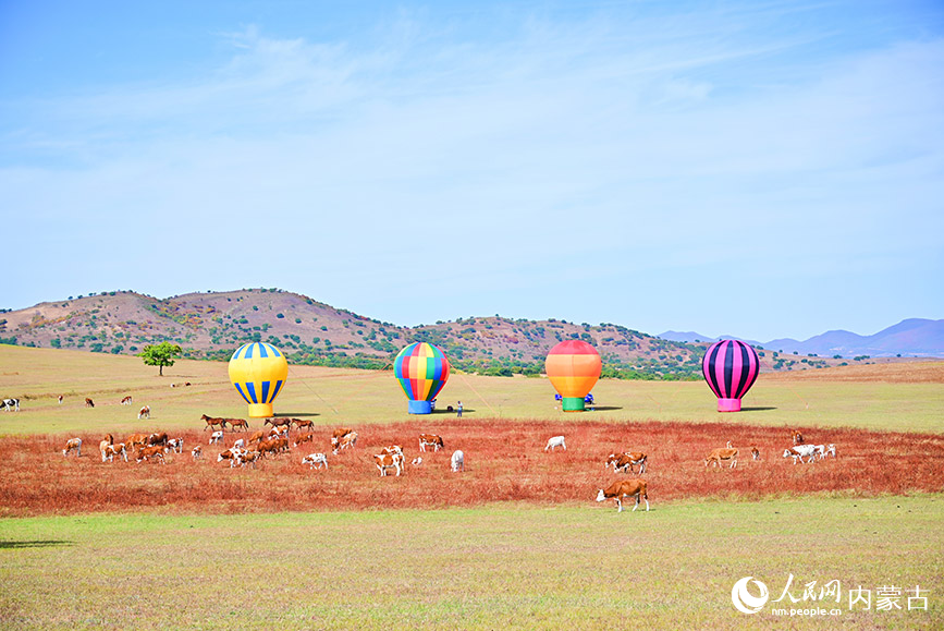 牛羊悠閑地在草地吃草。人民網記者 寇雅楠攝