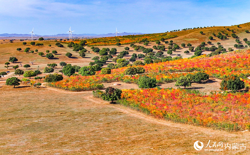 9月27日拍攝的科爾沁右翼中旗五角楓生態(tài)旅游景區(qū)五角楓林景色(無人機照片)。王正攝