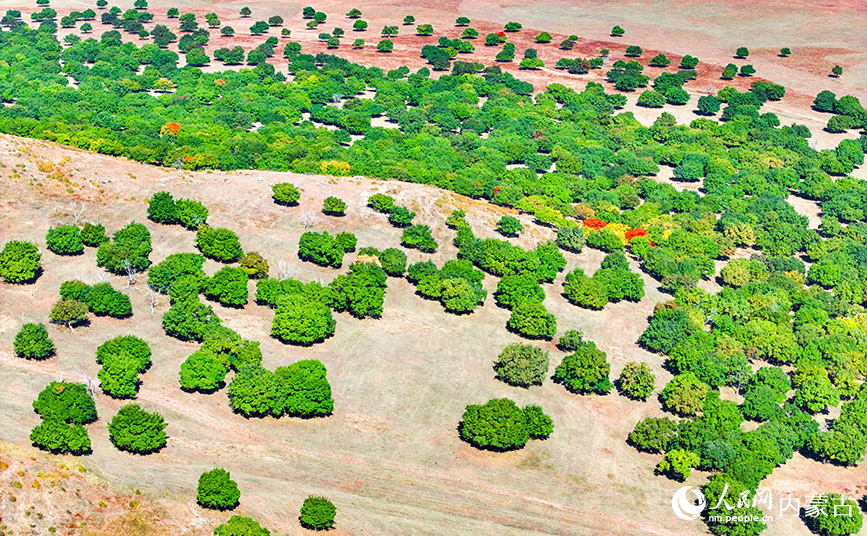 9月27日拍攝的科爾沁右翼中旗五角楓生態旅游景區五角楓林景色(無人機照片)。王正攝