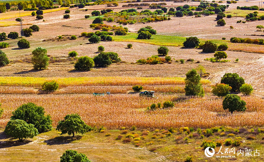9月27日拍攝的科爾沁右翼中旗五角楓生態(tài)旅游景區(qū)五角楓林景色(無人機(jī)照片)。王正攝
