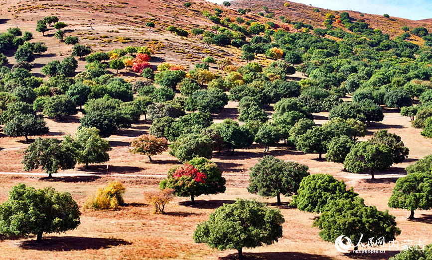 9月27日拍攝的科爾沁右翼中旗五角楓生態旅游景區五角楓林景色（無人機照片）。王正攝