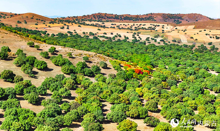 9月27日拍攝的科爾沁右翼中旗五角楓生態旅游景區五角楓林景色（無人機照片）。王正攝
