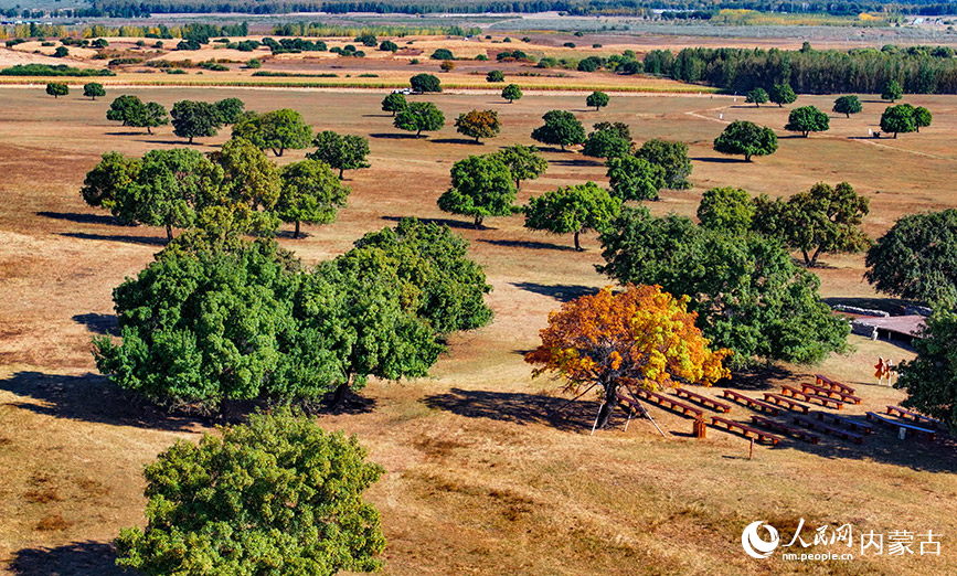 9月27日拍攝的科爾沁右翼中旗五角楓生態旅游景區五角楓林景色(無人機照片)。王正攝