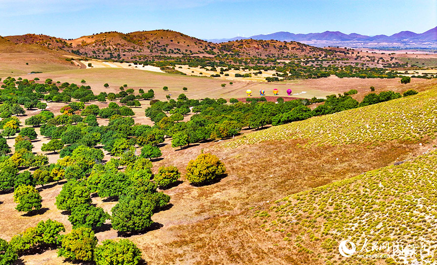 9月27日拍攝的科爾沁右翼中旗五角楓生態旅游景區五角楓林景色（無人機照片）。王正攝