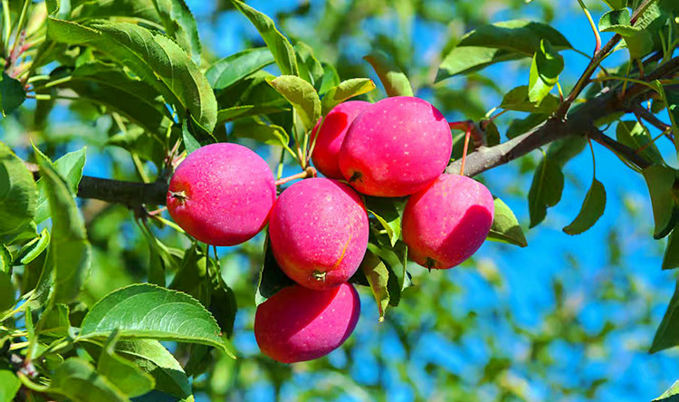 行進(jìn)中國|錦繡海棠“結(jié)錦繡”
走進(jìn)科左中旗希伯花鎮(zhèn)希伯花嘎查萬畝錦繡海棠基地,一枚枚紅彤彤的錦繡海棠果密密匝匝掛滿枝頭,遠(yuǎn)遠(yuǎn)就能聞到誘人的果香。
