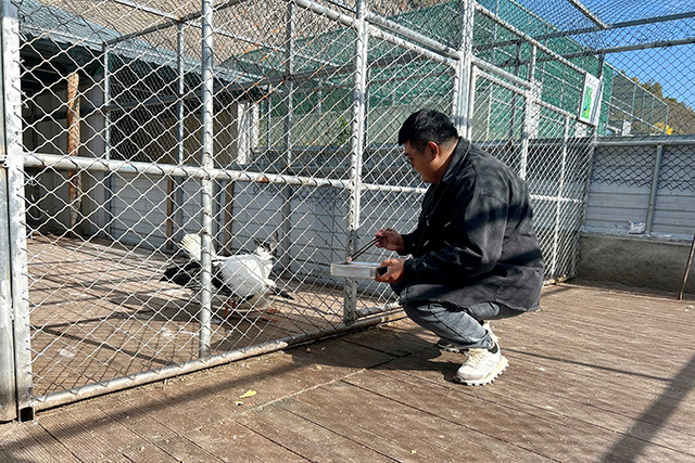 飼養(yǎng)員在喂食受傷的東方白鸛。