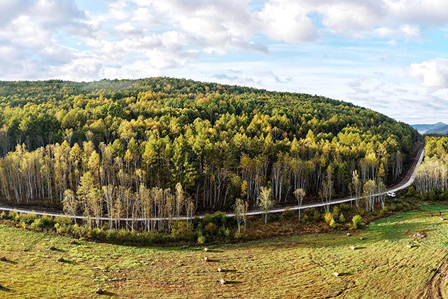 環林區公路蜿蜒,駕車可自由穿行林海。