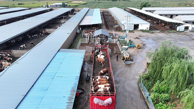 “北牛南運(yùn)”裝運(yùn)現(xiàn)場(chǎng)。王琪攝