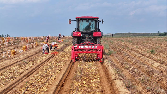 馬鈴薯豐收現場。王琪攝