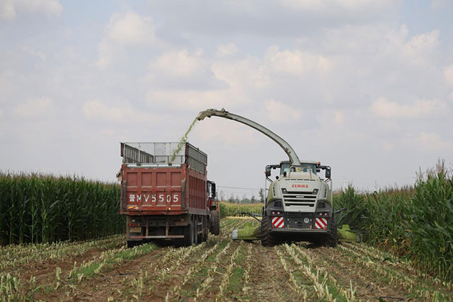 大型聯合青貯收割機正在進行作業。王琪攝