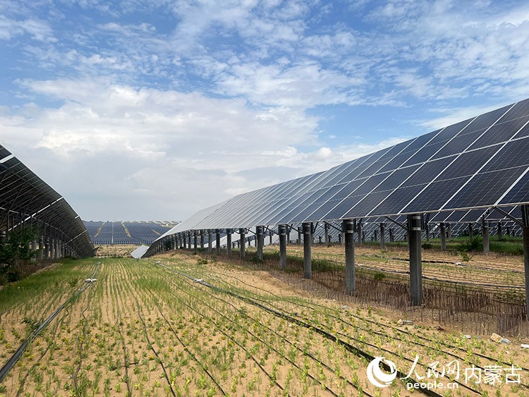 光伏板下種植耐旱作物和牧草,發(fā)展特色養(yǎng)殖業(yè),實(shí)現(xiàn)生態(tài)治理與經(jīng)濟(jì)效益的雙贏。人民網(wǎng)記者 張力洋攝