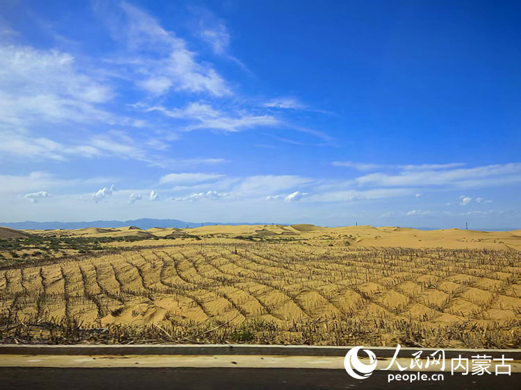 達(dá)拉特旗境內(nèi)公路旁“流動(dòng)”的草方格。人民網(wǎng)記者 苗陽攝