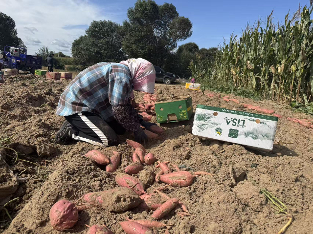 在庫倫旗六家子鎮(zhèn)大壩村紅薯種植基地，村民們忙著分揀、裝箱紅薯。珮溪攝