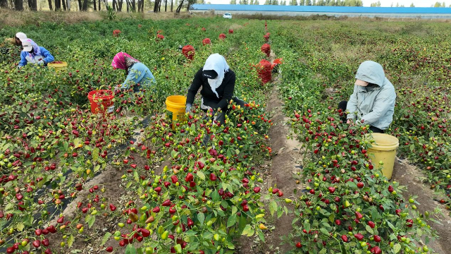 在庫倫鎮(zhèn)東皂戶沁嘎查草莓椒種植基地，工人們正忙著采摘、裝袋，一派豐收景象。代琴攝