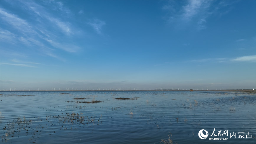 經過治理，商都縣察汗淖爾濕地“鹽堿灘繪新綠”。鄭中輝攝