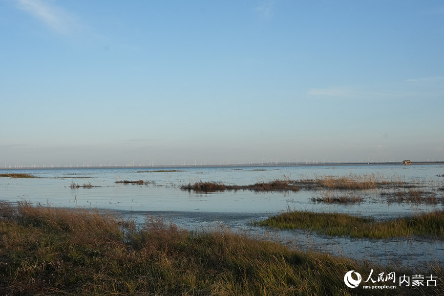 商都察汗淖爾國家濕地公園的秋景。人民網記者 苗陽攝