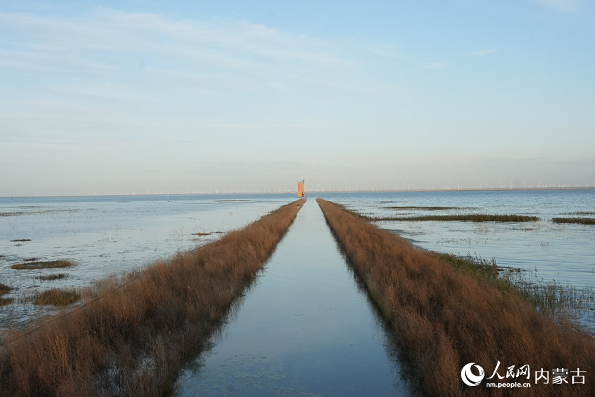 商都察汗淖爾國家濕地公園的秋景。人民網記者 苗陽攝
