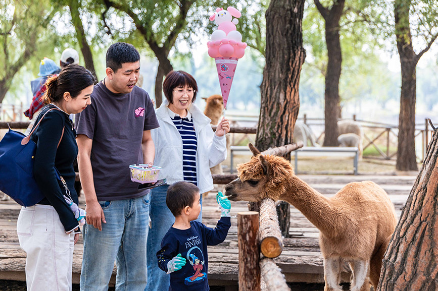 10月4日，呼和浩特市玉泉區(qū)林下郊野萌寵樂園，小朋友給羊駝喂食。丁根厚攝