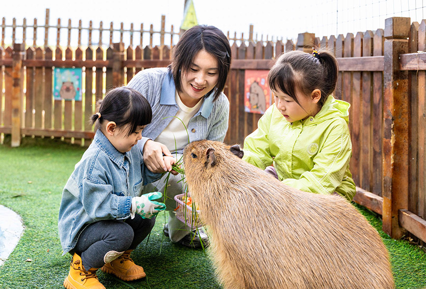 10月4日，呼和浩特市玉泉區(qū)林下郊野萌寵樂園，小朋友給卡皮巴拉喂食。丁根厚攝