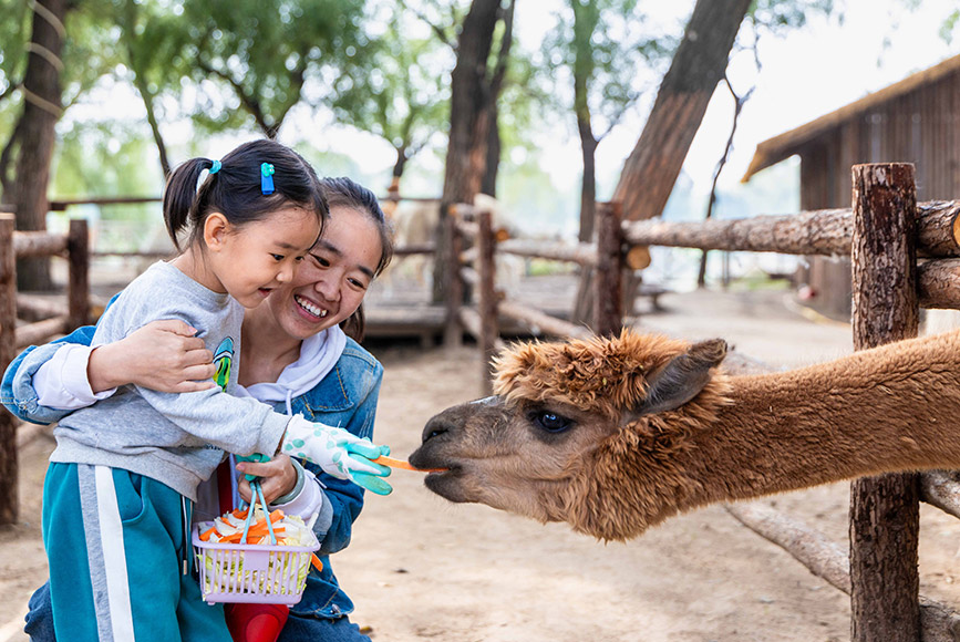 10月4日，呼和浩特市玉泉區(qū)林下郊野萌寵樂(lè)園，小朋友給羊駝喂食。丁根厚攝