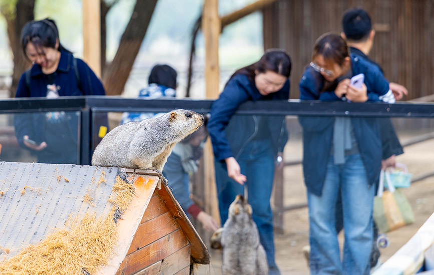 10月4日，呼和浩特市玉泉區(qū)林下郊野萌寵樂園，游客與土撥鼠互動(dòng)。丁根厚攝