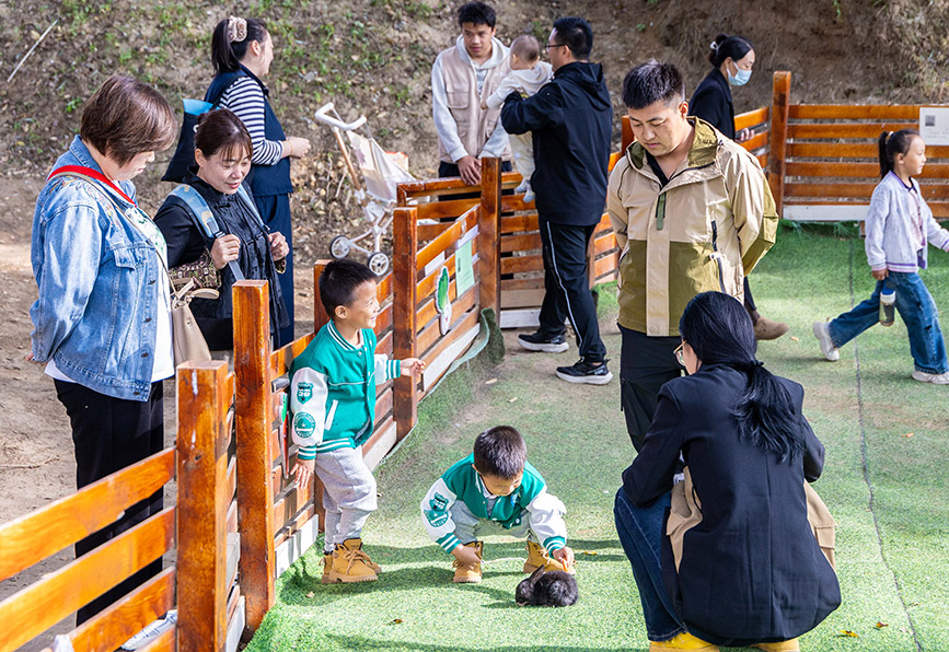 10月4日，呼和浩特市玉泉區林下郊野萌寵樂園，小朋友與小兔子互動。丁根厚攝