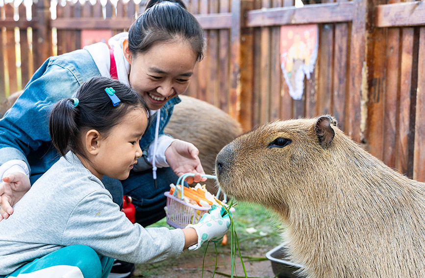 10月4日，呼和浩特市玉泉區林下郊野萌寵樂園，小朋友給卡皮巴拉喂食。丁根厚攝
