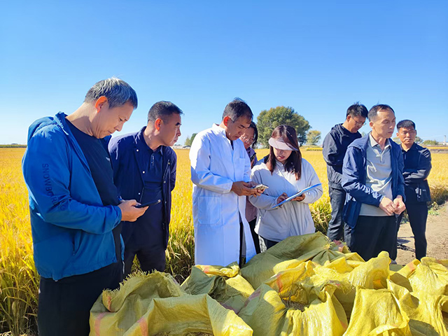 水稻測產專家組實地測產。