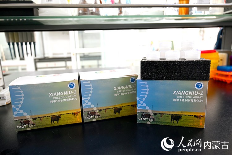 實驗室里的“相牛1號10K液相育種芯片”試劑盒。人民網(wǎng)記者 劉藝琳攝