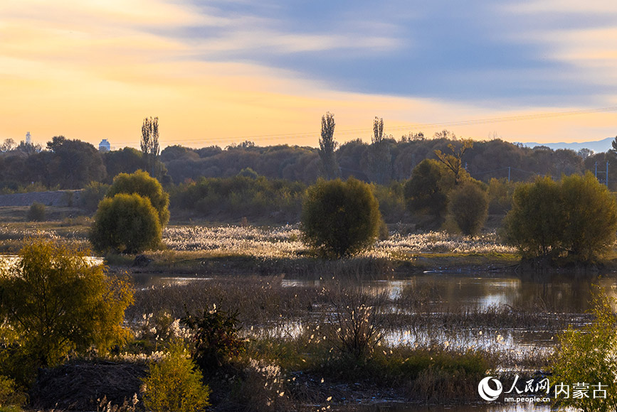 10月20日，呼和浩特市玉泉區(qū)大黑河郊野公園秋意正濃、景美如畫。丁根厚攝