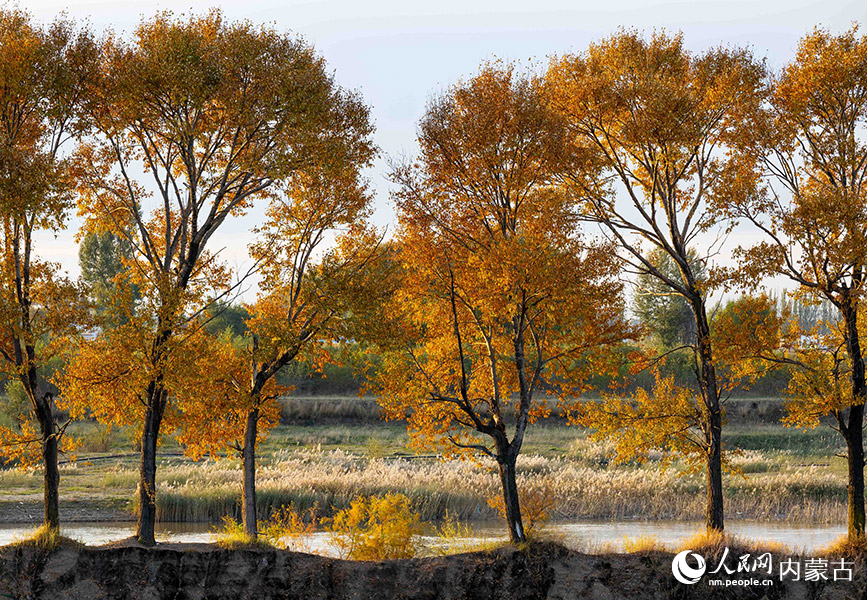 10月20日，呼和浩特市玉泉區(qū)大黑河郊野公園秋意正濃、景美如畫。丁根厚攝
