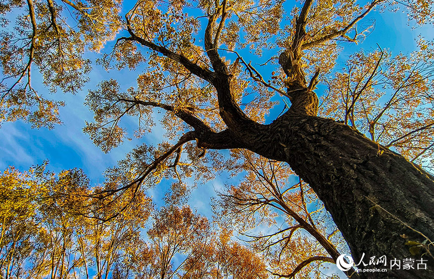 10月20日，呼和浩特市玉泉區大黑河郊野公園秋意正濃、景美如畫。丁根厚攝