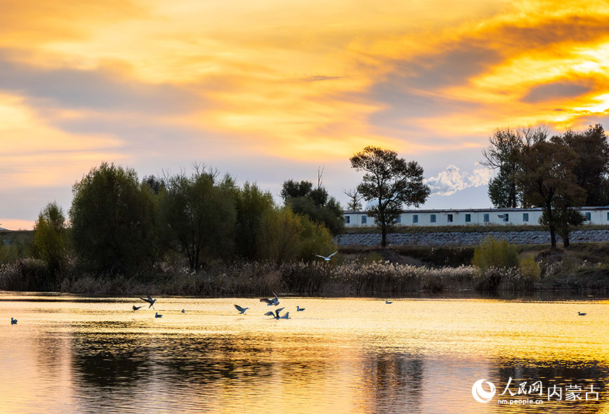 10月20日，銀鷗在呼和浩特市玉泉區大黑河郊野公園的河道內嬉戲、覓食。丁根厚攝