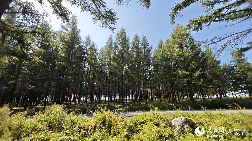 哈達門國家森林公園。人民網記者 張雪冬攝