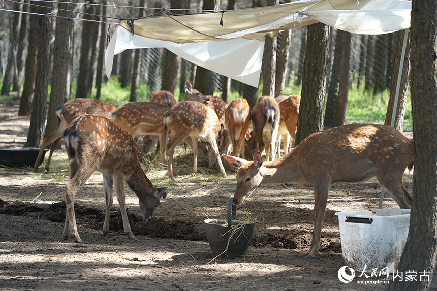 哈達門國家森林公園內的梅花鹿。人民網記者 張雪冬攝