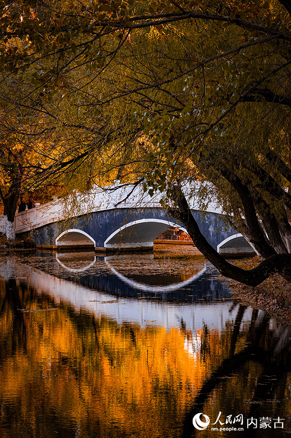 呼和浩特市青城公園秋色宜人。實習生 牛佳攝