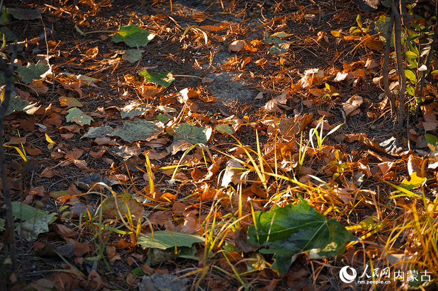 呼和浩特市青城公園秋色宜人。實習生 牛佳攝