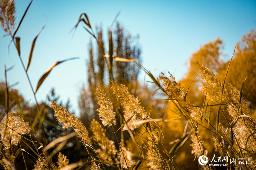 呼和浩特市青城公園秋色宜人。實習生 牛佳攝