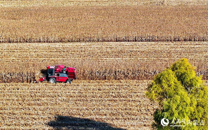 在鄂爾多斯市達拉特旗恩格貝鎮，農機在田間收獲玉米。王正攝