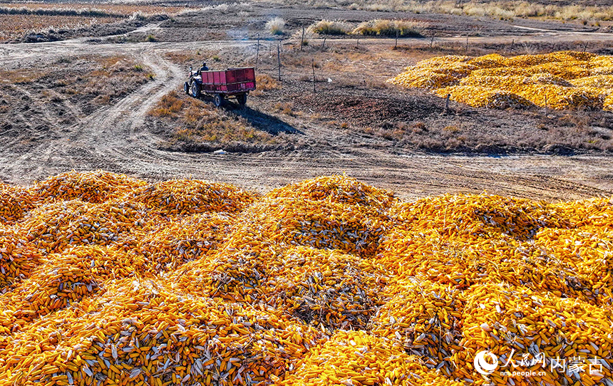 在鄂爾多斯市達(dá)拉特旗恩格貝鎮(zhèn),農(nóng)機(jī)在田間收獲玉米。王正攝