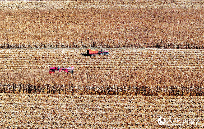 在鄂爾多斯市達拉特旗恩格貝鎮，農機在田間收獲玉米。王正攝