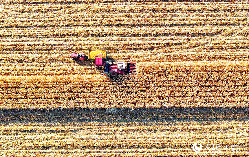 在鄂爾多斯市達拉特旗恩格貝鎮，農機在田間收獲玉米。王正攝