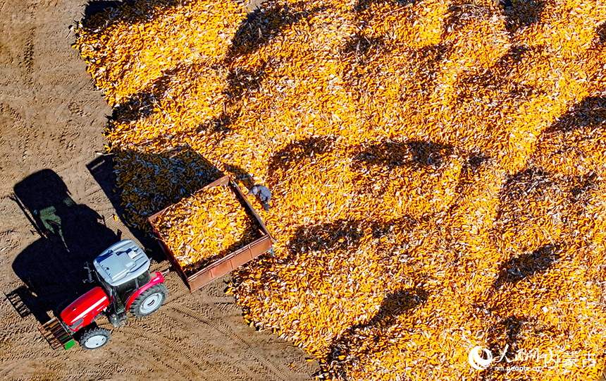 在鄂爾多斯市達拉特旗恩格貝鎮，農機在田間收獲玉米。王正攝