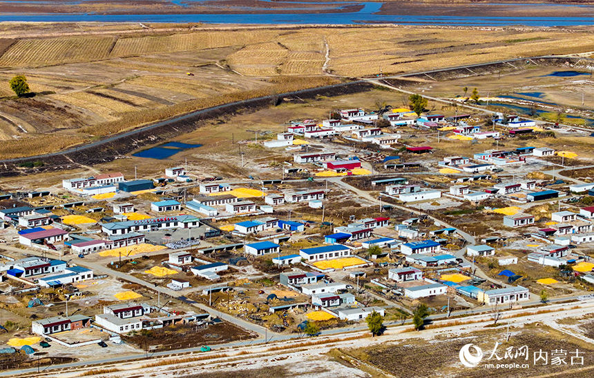 在鄂爾多斯市達拉特旗昭君鎮(zhèn)，收獲的玉米晾曬在農(nóng)家院里。王正攝