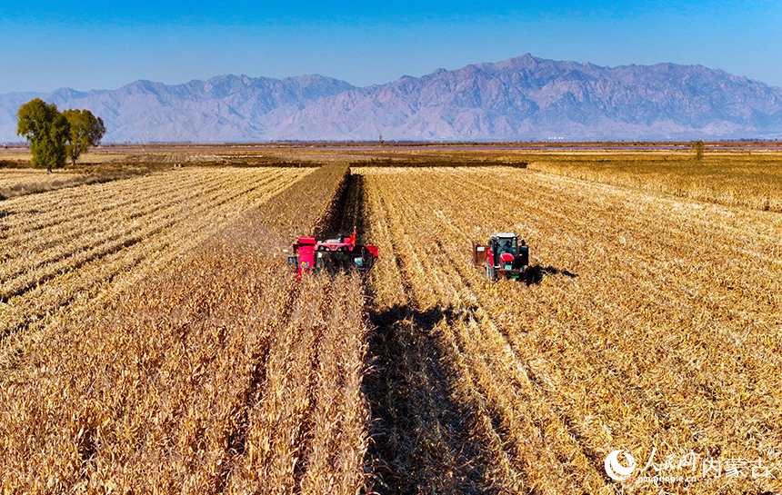 在鄂爾多斯市達(dá)拉特旗恩格貝鎮(zhèn)，農(nóng)機在田間收獲玉米。王正攝