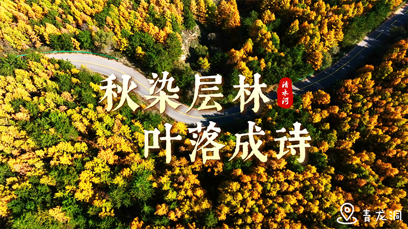 青龍洞：秋染層林，葉落成詩