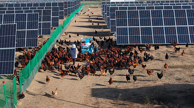飼養員正在飼喂走地雞。劉冬攝