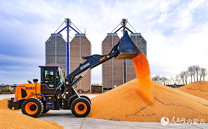 農機在興安盟扎賚特旗申豐農牧機械專業合作社籽粒直收儲糧裝具前收儲玉米。王正攝
