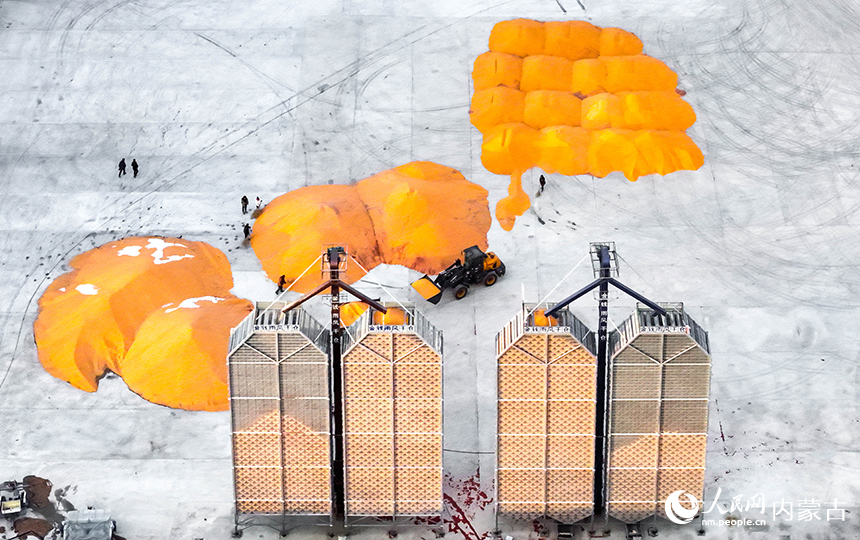 農(nóng)機(jī)在興安盟扎賚特旗申豐農(nóng)牧機(jī)械專業(yè)合作社籽粒直收儲糧裝具前收儲玉米。王正攝